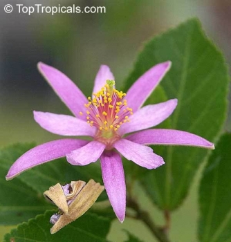 Preview: Grewia occidentalis, 10-100 Samen